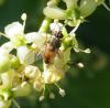 Fischeria bicolor